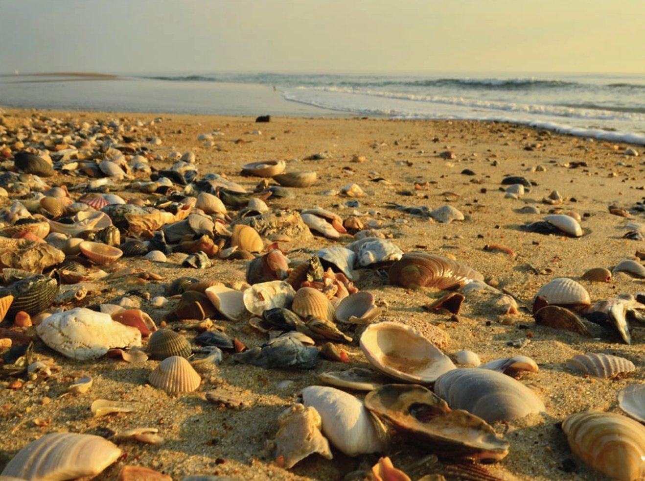 Jigsaw Puzzle, Several Prints